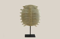 Turtle Shell Decoration