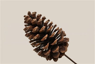 Pine Cone with Stem Large 3