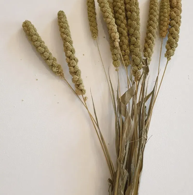 Wheat New Dried Green
