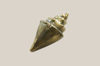 Rock Shell Bronze